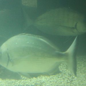 White seabreams - Diplodus sargus