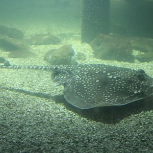 Thorn-backed ray