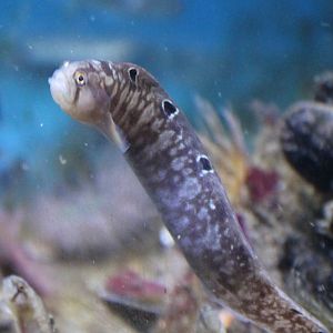 Rock gunnel - Pholis gunnellus