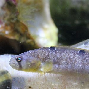 Rock gunnel - Pholis gunnellus