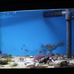 Aquarium Rock gunnel