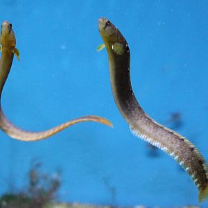 Rock gunnel - Pholis gunnellus