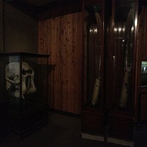 African Hall African Elephant Skull & Tusks