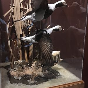 Bird Hall Long-Tailed Ducks