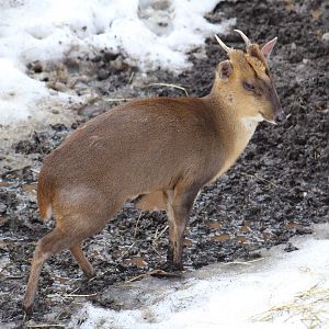 Reeves's Muntjac