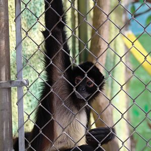 Mexican Spider Monkey