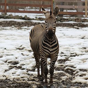 Hartmann's Mountain Zebra