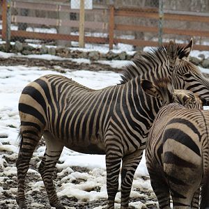 Hartmann's Mountain Zebra