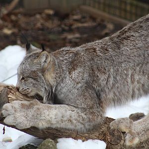 Canada Lynx