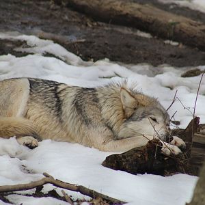 Mexican Wolf