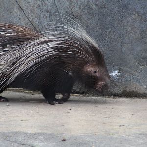 Cape Porcupine
