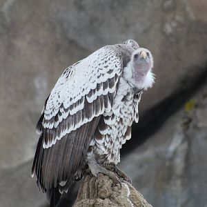 Rüppell's Vulture