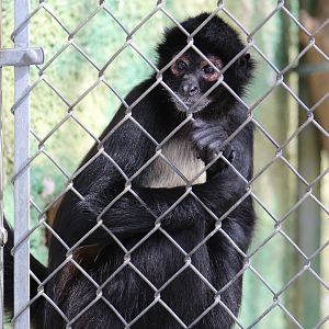 Mexican Spider Monkey