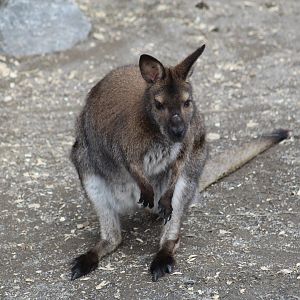 Red-Necked Wallaby