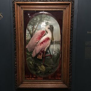 Diorama Hall Roseate Spoonbill Bubble Glass Diorama