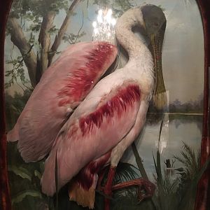 Diorama Hall Roseate Spoonbill Bubble Glass Diorama Closeup