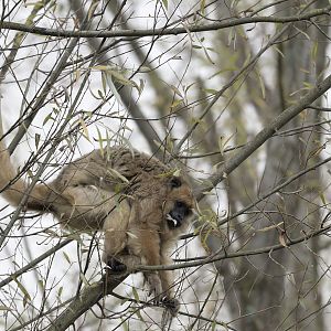 Howler monkey feeding