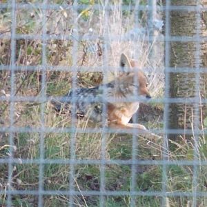 Black-backed Jackal