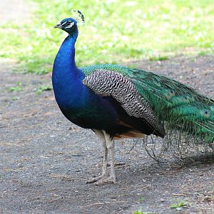 Indian Peafowl