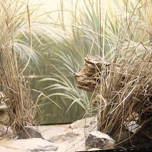 Daurian Pika Enclosure