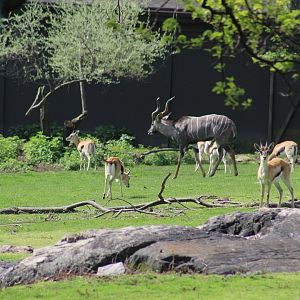 Thomson's Gazelle & Lesser Kudu
