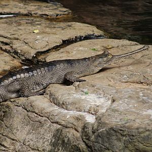 Indian Gharial