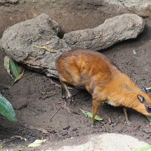 Greater Malay Chevrotain