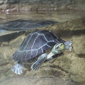 Yellow-Headed Temple Turtle??