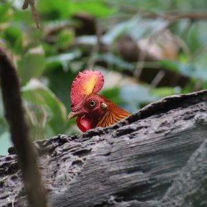 Sri Lankan Junglefowl
