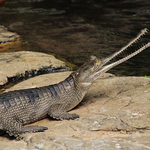 Indian Gharial