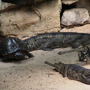 Indian Gharials & Turtle sp.
