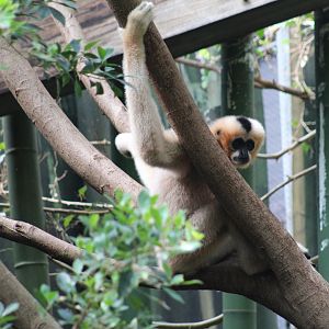 Northern White-Cheeked Gibbon