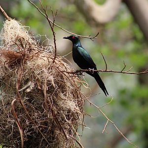 Papuan Metallic Starling