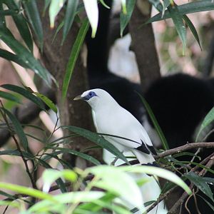 Bali Mynah