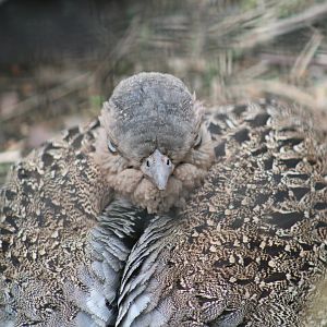 Buff-Crested Bustard