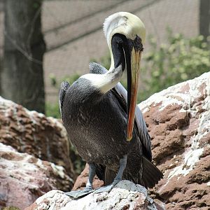 Peruvian Pelican