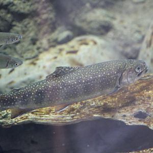 Trout ID?