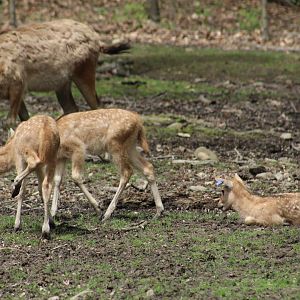Père David's Deer Fawns