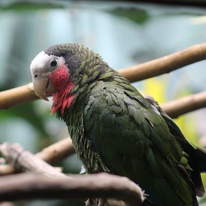 Cuban Amazon