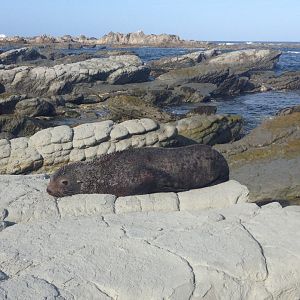 New Zealand Fur Seal (Arctocephalus forsteri)