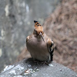 Eurasian Hoopoe