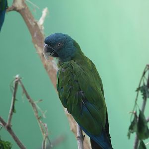 Blue-Headed Macaw