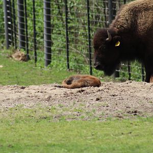 Pure Plains Bison Calf