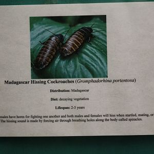 Madagascar Hissing Cockroach Signage