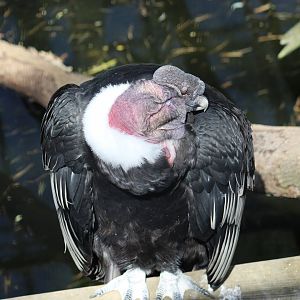 Andean Condor