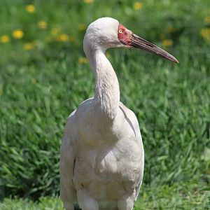 Siberian Crane