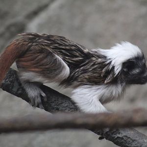 Cotton-Top Tamarin Baby