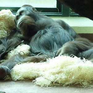Wousan, male Bornean orangutan, November 2017