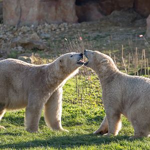 Polar bear : Yorkshire WP : 11 Nov 2017