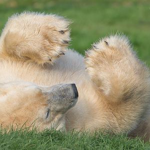 Polar bear : Yorkshire WP : 11 Nov 2017
